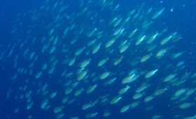 ダイブテリーズ