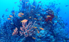 ダイブテリーズ