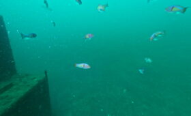 ダイブテリーズ