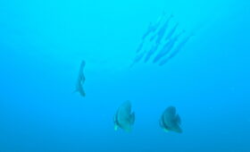 ダイブテリーズ