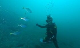 ダイブテリーズ