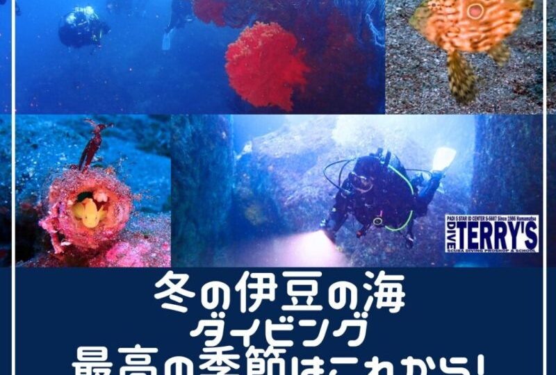 ダイブテリーズ