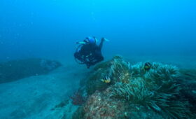 ダイブテリーズ