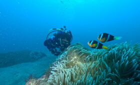 ダイブテリーズ