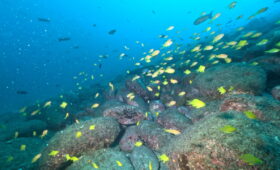 ダイブテリーズ