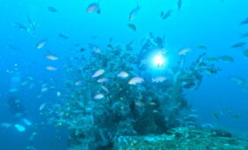 ダイブテリーズ