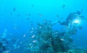 ダイブテリーズ