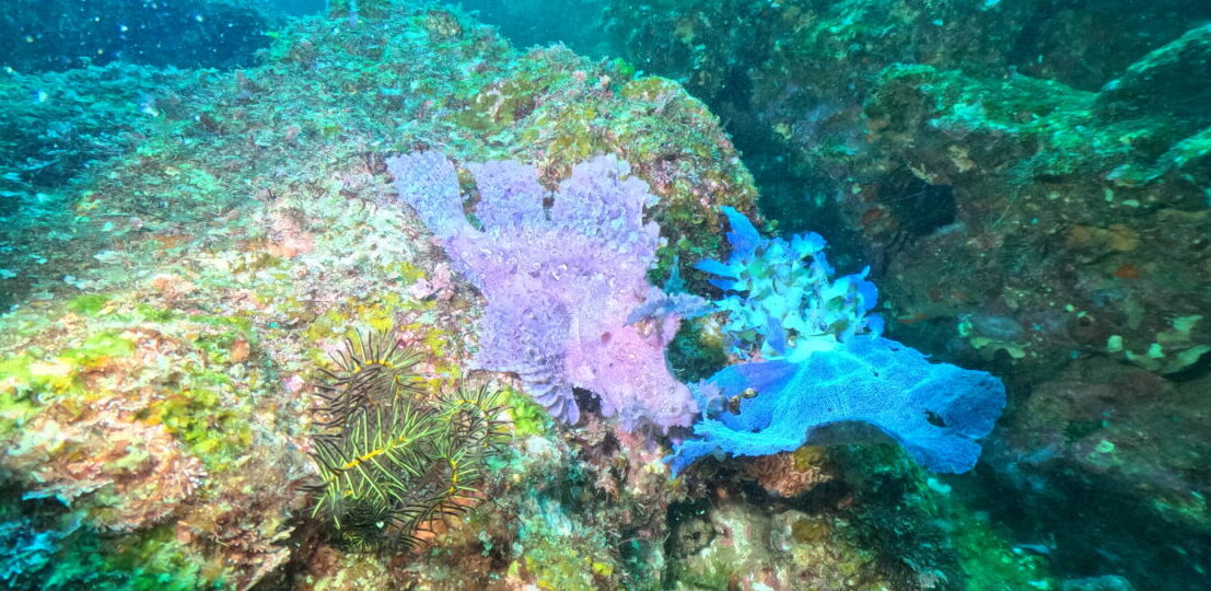 ダイブテリーズ