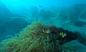 ダイブテリーズ