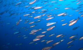 ダイブテリーズ