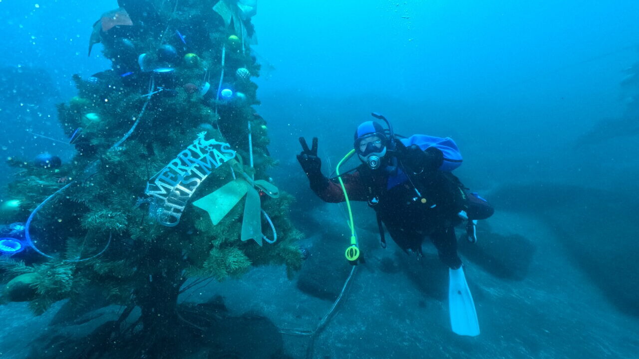 ダイブテリーズ