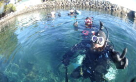 ダイブテリーズ