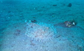 ダイブテリーズ