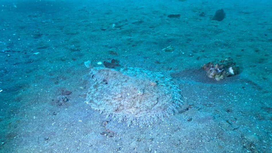 ダイブテリーズ