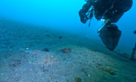 ダイブテリーズ