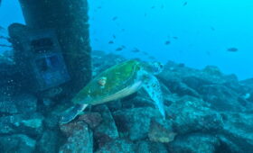 ダイブテリーズ