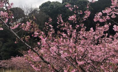 ダイブテリーズ