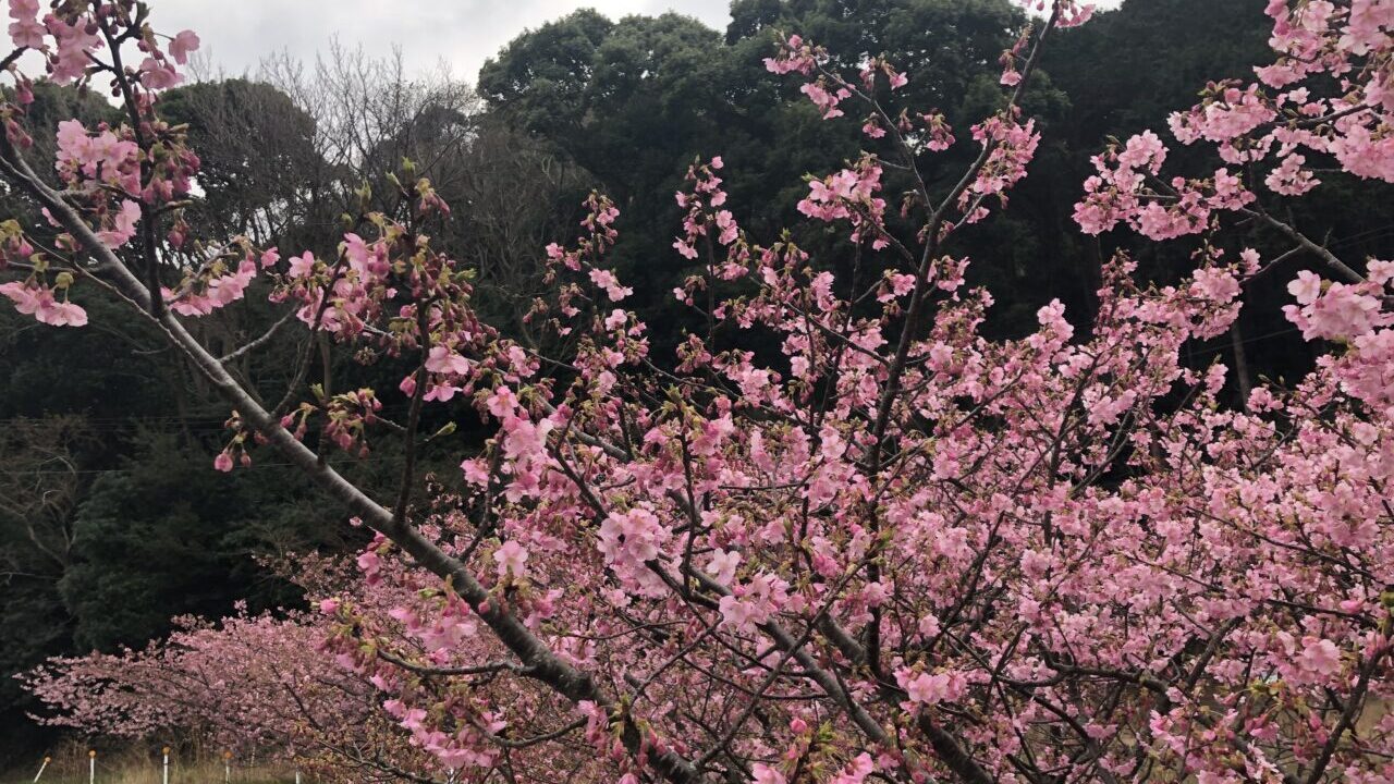 ダイブテリーズ