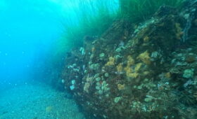 ダイブテリーズ