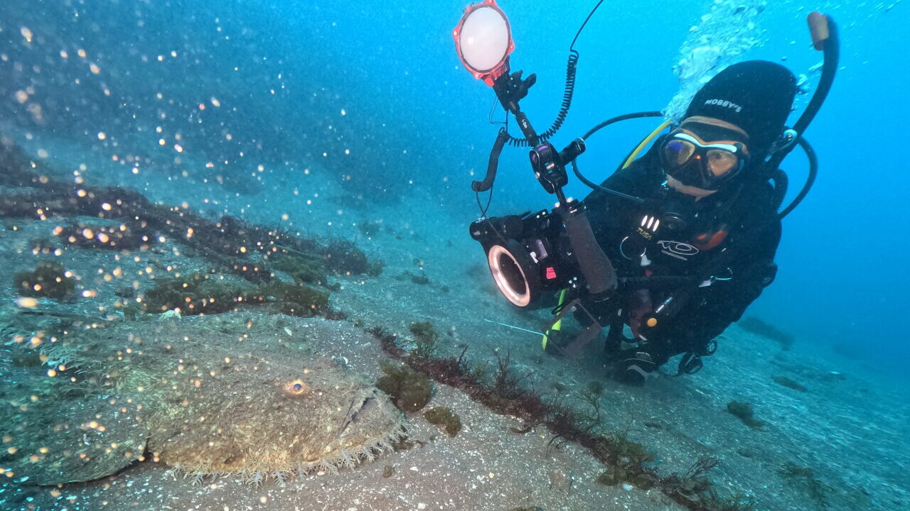 ダイブテリーズ