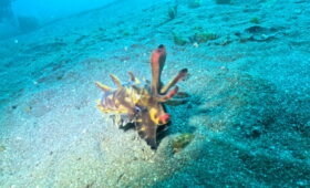 ダイブテリーズ