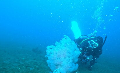 ダイブテリーズ