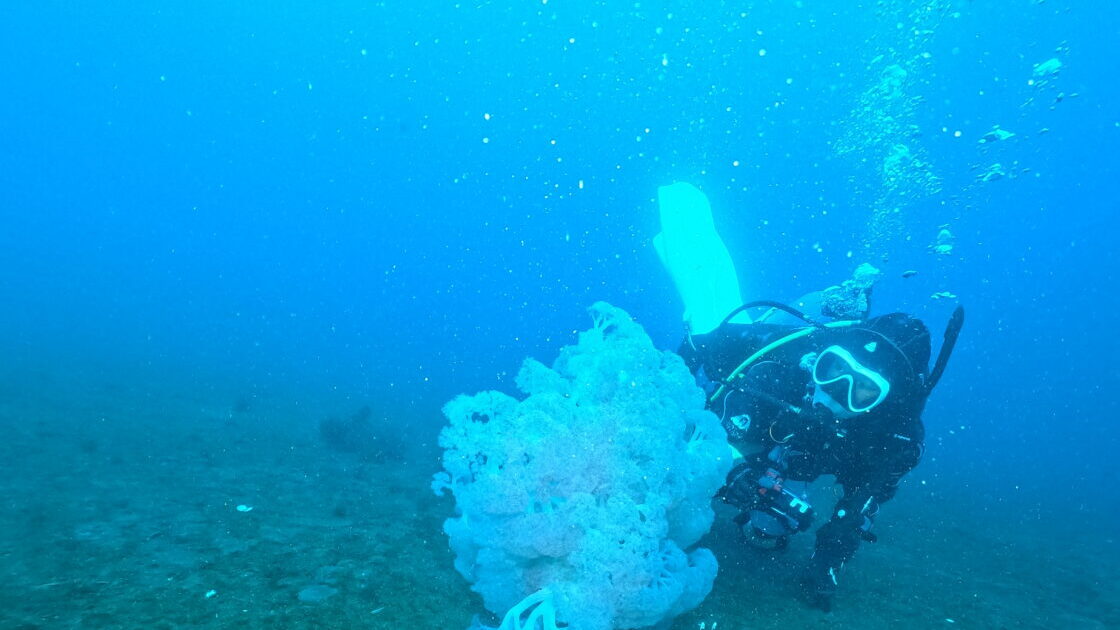 ダイブテリーズ