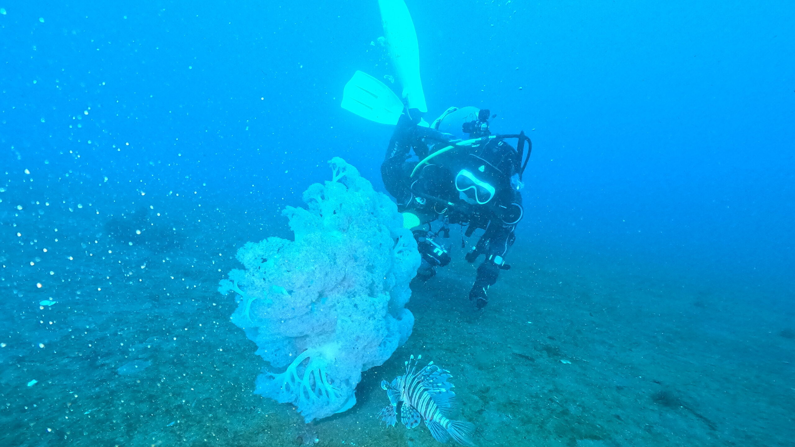 ダイブテリーズ