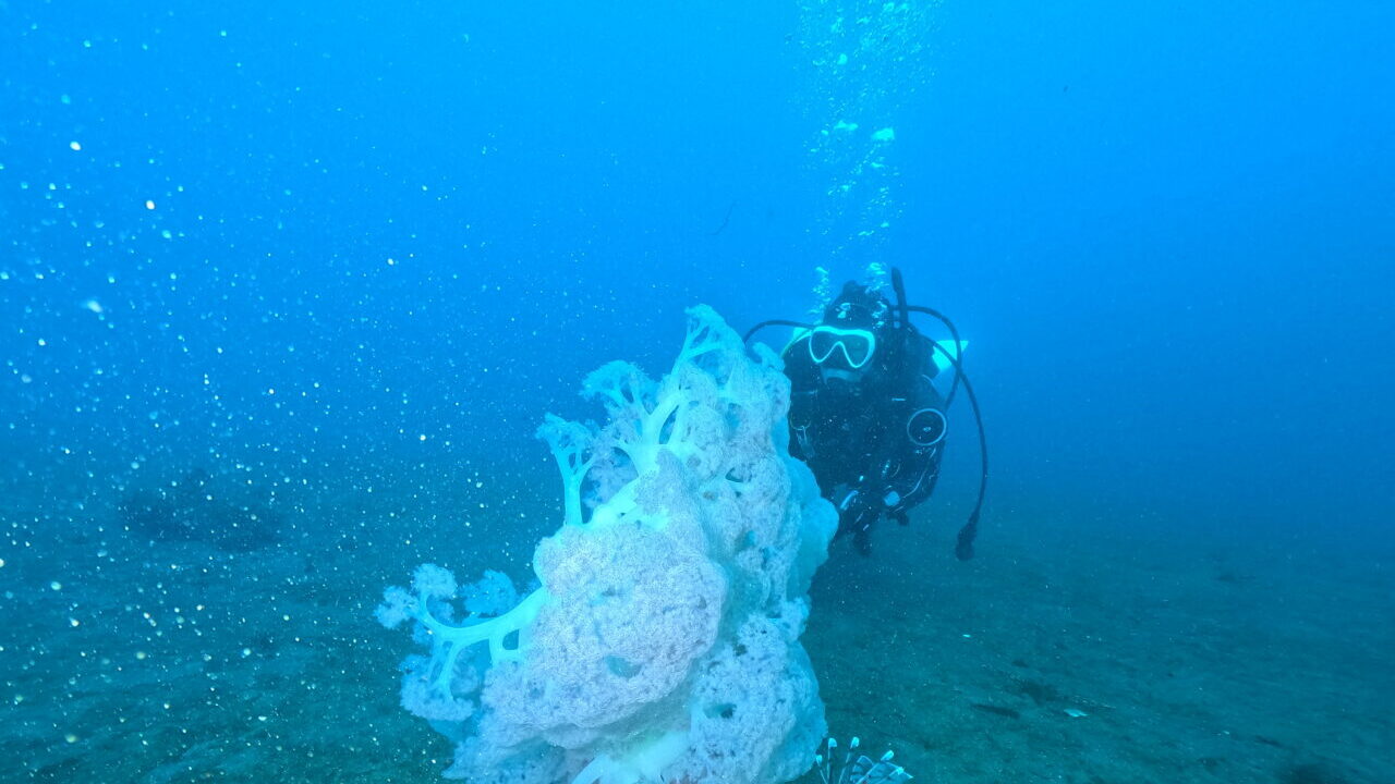 ダイブテリーズ