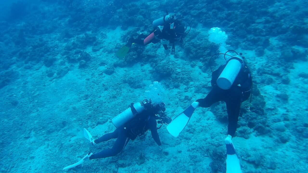 ダイブテリーズ