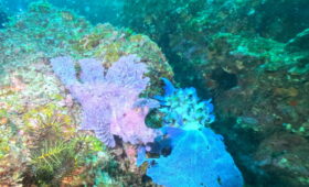 ダイブテリーズ