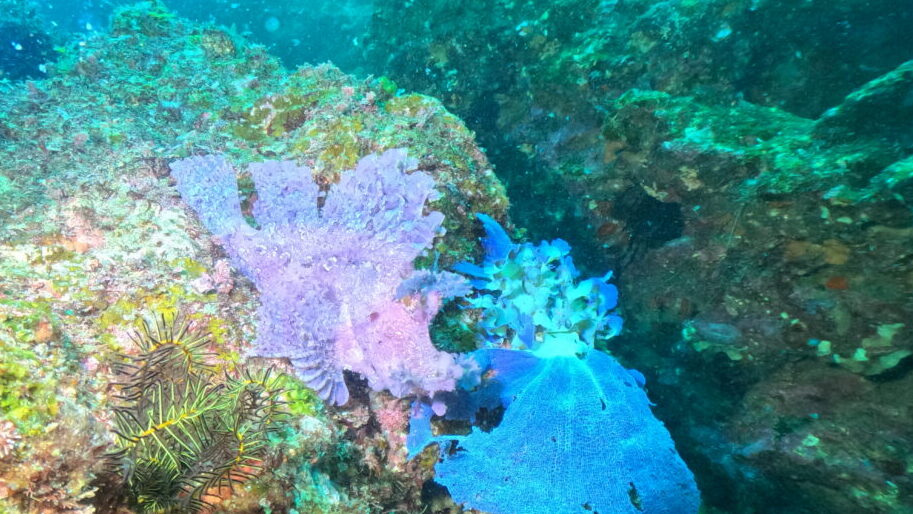 ダイブテリーズ