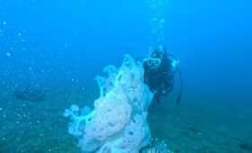 ダイブテリーズ