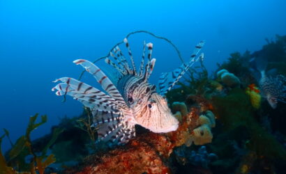 ダイブテリーズ