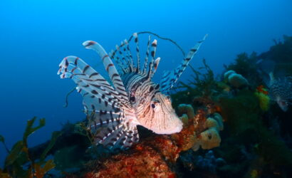 ダイブテリーズ