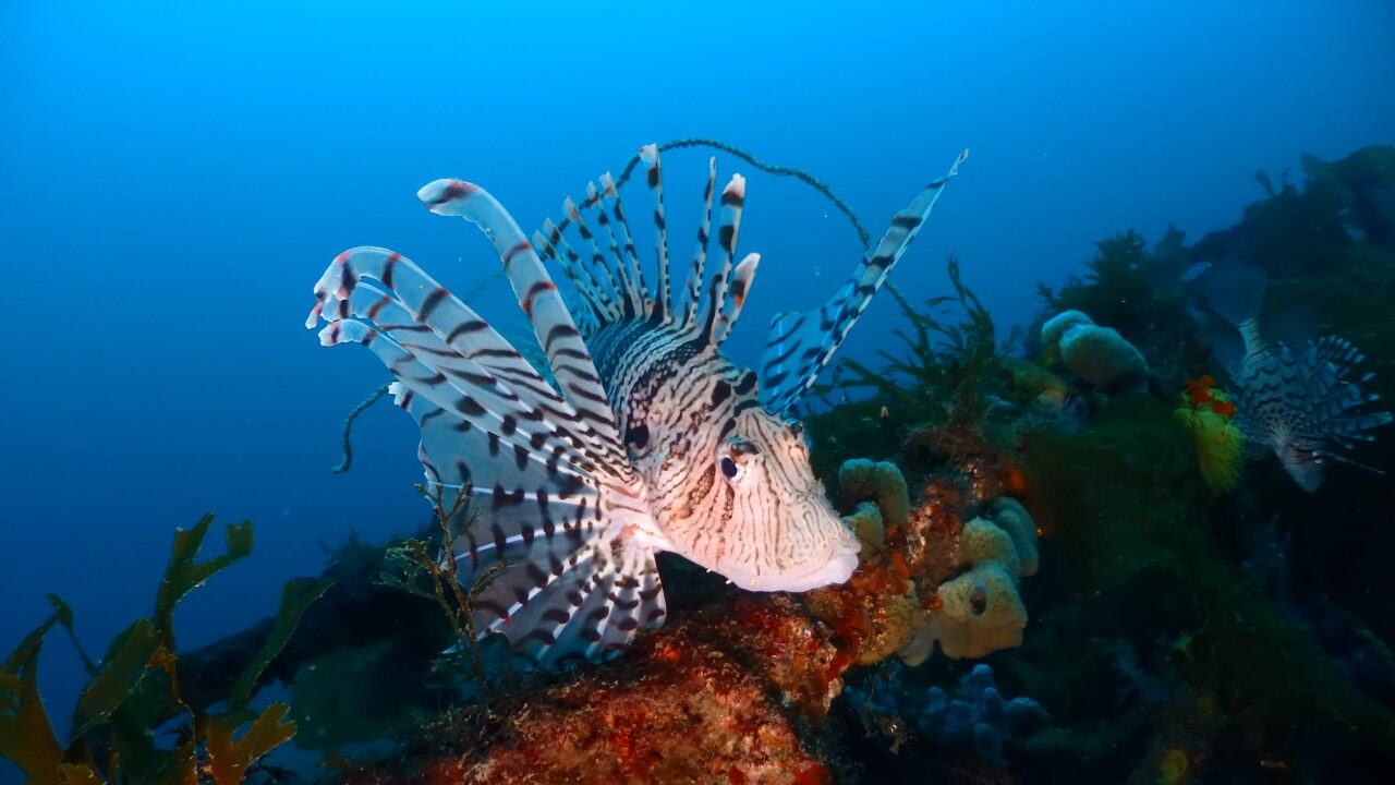 ダイブテリーズ