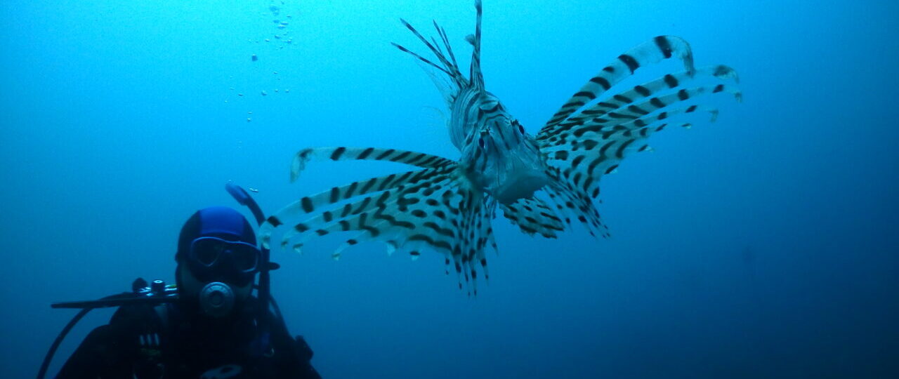 ダイブテリーズ