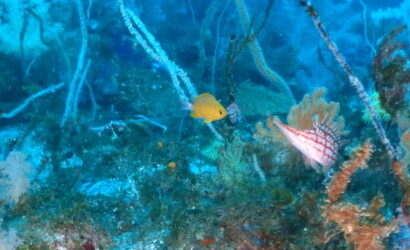 ダイブテリーズ