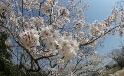 ダイブテリーズ